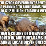 Beavers | THE CZECH GOVERNMENT SPENT 7 YEARS PLANNING TO BUILD DAMS FOR THE COST OF $1,2 MILLION, TO SAVE A WETLAND; THEN A COLONY OF 8 BEAVERS MOVED IN, AND BUILT DAMS IN THE PLANNED LOCATIONS IN ONLY 2 DAYS | image tagged in beavers | made w/ Imgflip meme maker