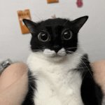 Uncomfortable cat template