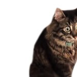 PTSD Cat