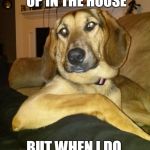 The Most Interesting Dog In The World | I DON'T ALWAYS THROW UP IN THE HOUSE BUT WHEN I DO, IT'S ON THE CARPET | image tagged in the most interesting dog in the world | made w/ Imgflip meme maker