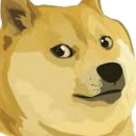 Doge dog
