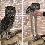 owl legs