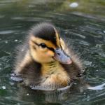 Almost Advice Mallard meme