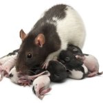Mother Rat