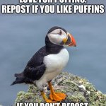 Puffin love meme