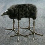 Pukeko meme