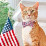 American Cat