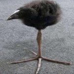 Pukeko meme