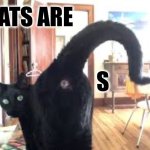 Guess the Word | CATS ARE; S | image tagged in cat butt,cats,fun,funny,the truth | made w/ Imgflip meme maker