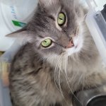Sarcasticat