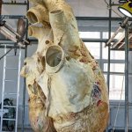Funny | ONE BLUE WHALE HEART CAN FEED A WHOLE BUNCH OF PEOPLE IN A THIRD WORLD COUNTRY OF YOUR CHOICE; HOW SOMEBODY GOT ONE OF THOSE WHEN IT'S ILLEGAL AROUND THE WORLD TO HUNT OR EVEN BOTHER A BLUE WHALE 🐳 IS FOR YOU TO FIND OUT | image tagged in funny,food,blue,whale,heart,illegal | made w/ Imgflip meme maker