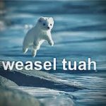 Weasel tuah meme