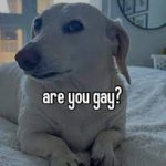 are you gay?