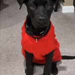TJ’s Puppy