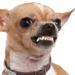 Angry Chihuahua