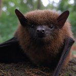 Little Brown Bat