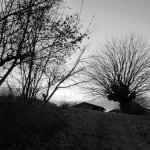 Trees.