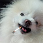 Barkie Smoking