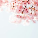 cherry tree