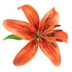 Tigerlily