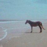 Horse on Beach Man | image tagged in horse on beach man | made w/ Imgflip meme maker