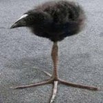 Tripod Bird template