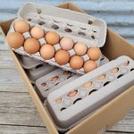Eggs