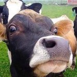 cow faces