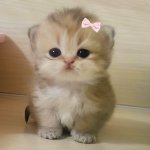 cute cet