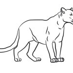 blank jaguar