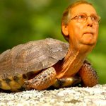Recall the Turtle!