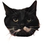 cat with mustache