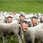Tim Sheep