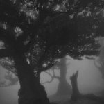 Trees.