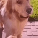 dog go away GIF Template