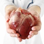 Human heart