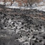 scortched earth