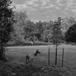 My Deer Friend. Parc Michel-Chartrand, Longueuil.