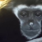 Sad Monkey GIF Template