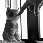 Kitten Boop