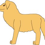 Male Woolly Golden Retriever (Paleoverse + EOIverse)