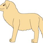 Female Woolly Golden Retriever (Paleoverse + EOIverse)