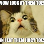 Toes | WOW LOOK AT THEM TOES; CAN I EAT THEM JUICY TOES? | image tagged in memes,scared cat | made w/ Imgflip meme maker