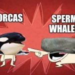 Sperm Whales can give Orcas a run for their money | SPERM WHALES; ORCAS | image tagged in whale,orca,killer whale,sperm whale,animals,funny animals | made w/ Imgflip meme maker