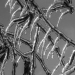 Iced-Over Tree.