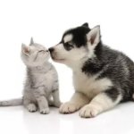 Dog sniffing cat