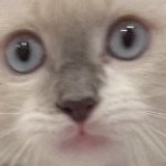 johncat