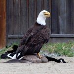 USA Eagle Canadian Goose