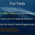 Blue whale