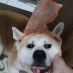 Plastic bungus